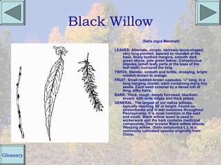 Black Willow
                                (Salix nigra Marshall)

                 LEAVES: Alternate, simple, narrowly lance-shaped,
                     very long-pointed, tapered or rounded at the
                     base, finely toothed margins, smooth dark
                     green above, pale green below. Conspicuous
                     stipules (small leafy parts at the base of the
                     leaf-stalk) surround the twig.
                 TWIGS: Slender, smooth and brittle, drooping, bright
                     reddish-brown to orange.
                 FRUIT: Small reddish-brown capsules, ¼" long, in a
                     long hanging cluster, each containing many tiny
                     seeds. Each seed covered by a dense tuft of
                     long, silky hairs.
                 BARK: Thick, rough, deeply furrowed, blackish-
                     brown, with wide ridges and thick plates.
                 GENERAL: The largest of our native willows,
                     typically reaching 30' in height. Found on
                     streambanks and in wet meadows throughout
                     Pennsylvania, it is most common in the east
                     and south. Black willow wood is used in
                     wickerwork and the bark contains medicinal
                     compounds. Deer browse Black willow shoots.
                     Weeping willow, (Salix babylonica L.), is a
                     commonly cultivated species originally from
                     China.




Glossary
 