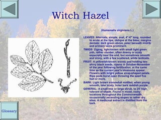 Witch Hazel
                               (Hamamelis virginiana L.)

                 LEAVES: Alternate, simple, oval, 4"-6" long, rounded
                     to acute at the tips, oblique at the base; margins
                     dentate; dark green above, paler beneath midrib
                     and primary veins prominent.
                 TWIGS: Zigzag, light-brown with small light green
                     pith, rather slender, often downy or scaly
                     especially near the end, but sometimes smooth
                     and shiny, with a few scattered, white lenticels.
                 FRUIT: A yellowish-brown woody pod holding two
                     shiny black seeds, ripens in October-November
                     of the year following fertilization, at the same
                     time as the current year's blossoms appear.
                     Flowers with bright yellow strap-shaped petals.
                     Ripe pods burst open throwing the seed five
                     feet or more.
                 BARK: Light brown somewhat mottled, when young
                     smooth, later scaly. Inner bark reddish purple.
                 GENERAL: A small tree or large shrub, to 25' high,
                     tolerant of shade. Found in moist, rocky
                     locations throughout the Commonwealth,
                     occasionally ascending slopes to rather dry
                     sites. A medicinal extract is distilled from the
                     bark.


Glossary
 