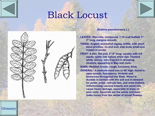 Black Locust
                              (Robinia pseudoacacia L.)

                 LEAVES: Alternate, compound, 7-19 oval leaflets 1"-
                     2" long, margins smooth.
                 TWIGS: Angled, somewhat zigzag, brittle, with short
                     stout prickles; no end bud, side buds small and
                     hidden in winter.
                 FRUIT: A thin, flat pod, 2"-4" long; usually with 4-8
                     seeds; splits into halves when ripe. Flowers
                     white, showy, very fragrant in drooping
                     clusters, appearing in May and June.
                 BARK: Reddish brown, rough, furrowed, thick.
                 GENERAL: A medium-sized tree to 45' high, found in
                     open woods, floodplains, thickets and
                     fencerows throughout the State. Wood is
                     durable in contact with the soil and in demand
                     for posts, poles, railroad ties, and mine timbers.
                     Unfortunately, several insects and wood rots
                     cause heavy damage, especially to trees on
                     poor soils. Squirrels eat the seeds and bees
                     make honey from the nectar of locust flowers.




Glossary
 
