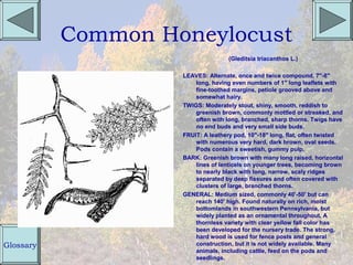 Common Honeylocust
                                    (Gleditsia triacanthos L.)

                    LEAVES: Alternate, once and twice compound, 7"-8"
                        long, having even numbers of 1" long leaflets with
                        fine-toothed margins, petiole grooved above and
                        somewhat hairy.
                    TWIGS: Moderately stout, shiny, smooth, reddish to
                        greenish brown, commonly mottled or streaked, and
                        often with long, branched, sharp thorns. Twigs have
                        no end buds and very small side buds.
                    FRUIT: A leathery pod, 10"-18" long, flat, often twisted
                        with numerous very hard, dark brown, oval seeds.
                        Pods contain a sweetish, gummy pulp.
                    BARK: Greenish brown with many long raised, horizontal
                        lines of lenticels on younger trees, becoming brown
                        to nearly black with long, narrow, scaly ridges
                        separated by deep fissures and often covered with
                        clusters of large, branched thorns.
                    GENERAL: Medium sized, commonly 40'-50' but can
                        reach 140' high. Found naturally on rich, moist
                        bottomlands in southwestern Pennsylvania, but
                        widely planted as an ornamental throughout. A
                        thornless variety with clear yellow fall color has
                        been developed for the nursery trade. The strong,
                        hard wood is used for fence posts and general
Glossary                construction, but it is not widely available. Many
                        animals, including cattle, feed on the pods and
                        seedlings.
 