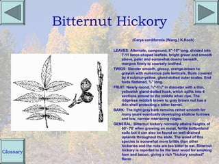 Bitternut Hickory
                               (Carya cordiformis (Wang.) K.Koch)

                    LEAVES: Alternate, compound, 6"-10" long, divided into
                        7-11 lance-shaped leaflets, bright green and smooth
                        above, paler and somewhat downy beneath,
                        margins finely to coarsely toothed.
                    TWIGS: Slender smooth, glossy, orange-brown to
                        grayish with numerous pale lenticels. Buds covered
                        by 4 sulphur-yellow, gland-dotted outer scales. End
                        buds flattened, ¾" long.
                    FRUIT: Nearly round, ¾"-1½" in diameter with a thin,
                        yellowish gland-dotted husk, which splits into 4
                        sections almost to the middle when ripe. The
                        ridgeless reddish brown to gray brown nut has a
                        thin shell protecting a bitter kernel.
                    BARK: The tight gray bark remains rather smooth for
                        many years eventually developing shallow furrows
                        and low, narrow interlacing ridges.
                    GENERAL: Bitternut hickory normally attains heights of
                        60'- 70' when growing on moist, fertile bottomland
                        soils but it can also be found on well-drained
                        uplands throughout the state. The wood of this
                        species is somewhat more brittle than other
                        hickories and the nuts are too bitter to eat. Bitternut
                        hickory is reported to be the best wood for smoking
Glossary                ham and bacon, giving a rich "hickory smoked"
                        flavor.
 