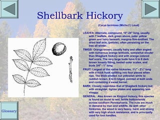 Shellbark Hickory
                               (Carya laciniosa (Michx.f.) Loud)

                    LEAVES: Alternate, compound, 10"-24" long, usually
                        with 7 leaflets, dark green above, paler yellow
                        green and hairy beneath, margins fine-toothed. The
                        dried leaf axis, (petiole), often persisting on the
                        tree all winter.
                    TWIGS: Orange-brown, usually hairy and often angled
                        with numerous orange lenticels, somewhat stouter
                        than Shagbark hickory and with orange colored
                        leaf scars. The very large buds have 6 to 8 dark
                        brown loosely fitting, keeled outer scales, end
                        buds 3/4" - 1" long.
                    FRUIT: Largest of the native hickories, 1¾" - 2½" long
                        with a thick husk splitting into four pieces when
                        ripe. The thick-shelled nut yellowish white to
                        reddish brown, 4 to 6 ridged, pointed at both ends
                        and containing a sweet kernel.
                    BARK: Closely resembles that of Shagbark hickory but
                        with straighter, tighter plates and appearing less
                        shaggy.
                    GENERAL: Also known as Kingnut hickory, this species
                        is found on moist to wet, fertile bottomlands
                        across southern Pennsylvania. The nuts are much
                        in demand by man and wildlife. As with other
                        hickories, the wood is very heavy, hard, and strong
Glossary                with very high shock resistance, and is principally
                        used for tool handles.
 