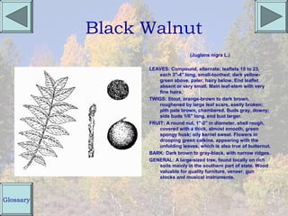 Black Walnut
                                   (Juglans nigra L.)

                 LEAVES: Compound, alternate; leaflets 15 to 23,
                     each 3"-4" long, small-toothed; dark yellow-
                     green above, paler, hairy below. End leaflet
                     absent or very small. Main leaf-stem with very
                     fine hairs.
                 TWIGS: Stout, orange-brown to dark brown,
                     roughened by large leaf scars, easily broken;
                     pith pale brown, chambered. Buds gray, downy;
                     side buds 1/6" long, end bud larger.
                 FRUIT: A round nut, 1"-2" in diameter, shell rough,
                     covered with a thick, almost smooth, green
                     spongy husk; oily kernel sweet. Flowers in
                     drooping green catkins, appearing with the
                     unfolding leaves, which is also true of butternut.
                 BARK: Dark brown to gray-black, with narrow ridges.
                 GENERAL: A large-sized tree, found locally on rich
                     soils mainly in the southern part of state. Wood
                     valuable for quality furniture, veneer, gun
                     stocks and musical instruments.



Glossary
 