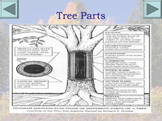 Tree Parts
 