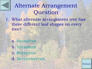 Alternate Arrangement
           Question
1. What alternate arrangement tree has
   three different leaf shapes on every
   tree?

  a. Sassafras
  b. Sycamore
  c. Butternut
  d. Serviceberries
                                     Glossary
 