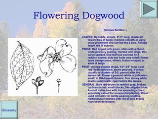 Flowering Dogwood
                                      (Cornus florida L.)

                    LEAVES: Opposite, simple, 3"-5" long; clustered
                        toward tips of twigs; margins smooth or wavy;
                        veins prominent and curved like a bow. Foliage
                        bright red in autumn.
                    TWIGS: Red tinged with green, often with a bluish
                        white powdery coating; marked with rings; tips
                        curve upward. End leaf bud covered by 2
                        reddish scales; side leaf buds very small; flower
                        buds conspicuous, silvery, button-shaped, at
                        ends of twigs.
                    FRUIT: An egg-shaped drupe, 1/2"-3/5" long; coat
                        red; flesh yellowish; stone grooved, 2-celled;
                        usually in clusters of 2-5; persist after the
                        leaves fall. Flowers greenish white or yellowish,
                        small, in flat-topped clusters; four showy white
                        bracts underneath; open before the leaves.
                    GENERAL: Bark red-brown to reddish gray, broken
                        by fissures into small blocks, like alligator hide.
                        A small native tree with low spreading crown,
                        especially valued for ornamental planting. Wood
                        used primarily for textile weaving shuttles.
                        Horticultural varieties with red or pink bracts
                        have been developed.


Glossary
 
