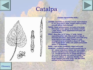 Catalpa
                          (Catalpa bignonioides Walt.)

               LEAVES: Opposite or whorled, simple, heart-shaped,
                   6"-10" long and 6" wide; margin entire or wavy;
                   smooth above, hairy beneath.
               TWIGS: Stout, yellow-brown; no buds at the ends.
                   Side buds small, appear to be hidden in bark.
                   Large, nearly round, depressed leaf scars are
                   characteristic.
               FRUIT: Bean-like, to 15" long, ½" wide, halves
                   separating when ripe, may persist on tips of
                   branches all winter, many seeds, each with long
                   white hairs on both ends. Flowers in July,
                   arranged in terminal clusters about 10" long;
                   each showy flower white with yellow and purple
                   spots, 2" in diameter.
               BARK: Light brown, shallowly ridged and scaly.
               GENERAL: A short-trunked, broad-crowned tree, to
                   49', native to southern states, but now widely
                   planted and frequently escaped in the eastern
                   U.S. Usually planted for its shade and flowers,
                   the wood is durable and useful for posts. The
                   Northern catalpa, C. speciosa Warder, with
                   larger flowers and wider pods, has also been
                   planted in the Commonwealth.


Glossary
 