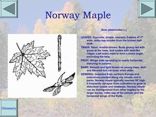 Norway Maple
                                 (Acer platanoides L.)

                 LEAVES: Opposite, simple, coarsely 5-lobed, 4"-7"
                     wide, milky sap exudes from the broken leaf-
                     stalk.
                 TWIGS: Stout, reddish-brown. Buds glossy red with
                     green at the base, bud scales with keel-like
                     ridges. Leaf scars meet to form a sharp angle,
                     encircling the twig.
                 FRUIT: Wings wide spreading to nearly horizontal,
                     maturing in autumn.
                 BARK: Smooth and light brown on young trees, dark
                     and fissured but not scaly when older.
                 GENERAL: Imported from northern Europe and
                     extensively planted along city streets and in
                     parks. Norway maple typically reaches 50' high.
                     It frequently escapes from cultivation to grow in
                     disturbed woods and roadways. Norway maple
                     can be distinguished from other maples by the
                     larger leaves, milky sap of the petiole, and the
                     horizontal wings of the fruits.



Glossary
 