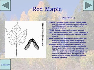 Red Maple
                                  (Acer rubrum L.)

                LEAVES: Opposite, simple, with 3-5 shallow lobes,
                    coarsely toothed, light green above, pale green
                    to whitish beneath, turning brilliant red or
                    orange in autumn.
                TWIGS: Slender, glossy, at first green, later red.
                FRUIT: Wings usually less than 1" long, spreading at
                    a narrow angle, red to brown, maturing in May
                    or June.
                BARK: Smooth and light gray on young trunks and
                    branches, older trunks darker, shaggy and
                    roughened with long, irregular peeling flakes.
                GENERAL: Found throughout Pennsylvania in a
                    wide variety of habitats, typically reaching 50'
                    high, it grows best in wet soils, sometimes over
                    100'. Also known as Soft maple because its
                    wood is not as hard as Sugar maple, this is an
                    excellent ornamental tree. Young trees are
                    heavily browsed by deer and rabbits; rodents
                    consume the seeds.



Glossary
 