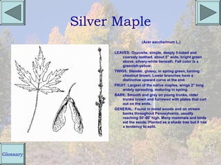 Silver Maple
                                (Acer saccharinum L.)

                 LEAVES: Opposite, simple, deeply 5-lobed and
                     coarsely toothed, about 5" wide, bright green
                     above, silvery-white beneath. Fall color is a
                     greenish-yellow.
                 TWIGS: Slender, glossy, in spring green, turning
                     chestnut brown. Lower branches have a
                     distinctive upward curve at the end.
                 FRUIT: Largest of the native maples, wings 2" long
                     widely spreading, maturing in spring.
                 BARK: Smooth and gray on young trunks, older
                     trunks brown and furrowed with plates that curl
                     out on the ends.
                 GENERAL: Found in moist woods and on stream
                     banks throughout Pennsylvania, usually
                     reaching 50'-60' high. Many mammals and birds
                     eat the seeds. Planted as a shade tree but it has
                     a tendency to split.




Glossary
 
