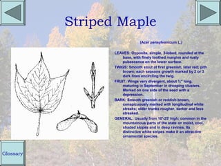 Striped Maple
                                (Acer pensylvanicum L.)

                  LEAVES: Opposite, simple, 3-lobed, rounded at the
                      base, with finely toothed margins and rusty
                      pubescence on the lower surface.
                  TWIGS: Smooth stout at first greenish, later red; pith
                      brown; each seasons growth marked by 2 or 3
                      dark lines encircling the twig.
                  FRUIT: Wings very divergent, about ¾" long,
                      maturing in September in drooping clusters.
                      Marked on one side of the seed with a
                      depression.
                  BARK: Smooth greenish or reddish brown,
                      conspicuously marked with longitudinal white
                      streaks; older trunks rougher, darker and less
                      streaked.
                  GENERAL: Usually from 10'-25' high; common in the
                      mountainous parts of the state on moist, cool,
                      shaded slopes and in deep ravines. Its
                      distinctive white stripes make it an attractive
                      ornamental species.



Glossary
 