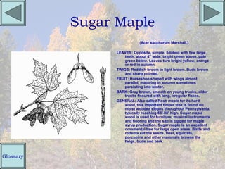 Sugar Maple
                             (Acer saccharum Marshall.)

                 LEAVES: Opposite, simple, 5-lobed with few large
                     teeth, about 4" wide, bright green above, pale
                     green below. Leaves turn bright yellow, orange
                     or red in autumn.
                 TWIGS: Reddish-brown to light brown. Buds brown
                     and sharp pointed.
                 FRUIT: Horseshoe-shaped with wings almost
                     parallel, maturing in autumn sometimes
                     persisting into winter.
                 BARK: Gray brown, smooth on young trunks, older
                     trunks fissured with long, irregular flakes.
                 GENERAL: Also called Rock maple for its hard
                     wood, this important timber tree is found on
                     moist wooded slopes throughout Pennsylvania,
                     typically reaching 60'-80' high. Sugar maple
                     wood is used for furniture, musical instruments
                     and flooring and the sap is tapped for maple
                     syrup production. Sugar maple is an excellent
                     ornamental tree for large open areas. Birds and
                     rodents eat the seeds. Deer, squirrels,
                     porcupine and other mammals browse the
                     twigs, buds and bark.



Glossary
 