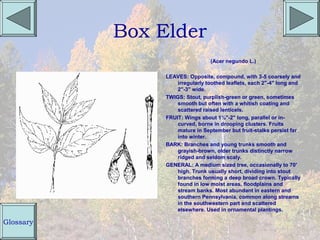 Box Elder
                                 (Acer negundo L.)

                LEAVES: Opposite, compound, with 3-5 coarsely and
                    irregularly toothed leaflets, each 2"-4" long and
                    2"-3" wide.
                TWIGS: Stout, purplish-green or green, sometimes
                    smooth but often with a whitish coating and
                    scattered raised lenticels.
                FRUIT: Wings about 1½"-2" long, parallel or in-
                    curved, borne in drooping clusters. Fruits
                    mature in September but fruit-stalks persist far
                    into winter.
                BARK: Branches and young trunks smooth and
                    grayish-brown, older trunks distinctly narrow
                    ridged and seldom scaly.
                GENERAL: A medium sized tree, occasionally to 70'
                    high. Trunk usually short, dividing into stout
                    branches forming a deep broad crown. Typically
                    found in low moist areas, floodplains and
                    stream banks. Most abundant in eastern and
                    southern Pennsylvania, common along streams
                    in the southwestern part and scattered
                    elsewhere. Used in ornamental plantings.

Glossary
 