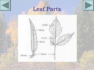 Leaf Parts
 