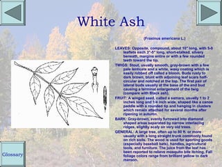 White Ash
                                (Fraxinus americana L.)

                LEAVES: Opposite, compound, about 10" long, with 5-9
                    leaflets each 3"-5" long, short-stalked, silvery
                    beneath, margins entire or with a few rounded
                    teeth toward the tip.
                TWIGS: Stout, usually smooth, gray-brown with a few
                    pale lenticels and a white, waxy coating which is
                    easily rubbed off called a bloom. Buds rusty to
                    dark brown, blunt with adjoining leaf scars half-
                    circular and notched at the top. The first pair of
                    lateral buds usually at the base of the end bud
                    causing a terminal enlargement of the twig
                    (compare with Black ash).
                FRUIT: A winged seed, called a samara, usually 1 to 2
                    inches long and 1/4 inch wide, shaped like a canoe
                    paddle with a rounded tip and hanging in clusters
                    which remain attached for several months after
                    ripening in autumn.
                BARK: Gray-brown, evenly furrowed into diamond
                    shaped areas separated by narrow interlacing
                    ridges, slightly scaly on very old trees.
                GENERAL: A large tree, often up to 80 ft. or more
                    usually with a long straight trunk commonly found
                    on rich soils. The wood is used for sporting goods
                    (especially baseball bats), handles, agricultural
                    tools, and furniture. The juice from the leaf has
                    been reported to relieve mosquito bite itching. Fall
Glossary            foliage colors range from brilliant yellow to dark
                    maroon.
 