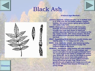 Black Ash
                               (Fraxinus nigra Marshall.)

                LEAVES: Opposite, compound with 7 to 11 leaflets each
                    3"-5" long, only the end leaflet stalked, margins
                    toothed, dark green above, lighter green beneath
                    with some rusty hairs.
                TWIGS: Stout, gray or red-brown with many pale
                    lenticels, somewhat hairy at first, becoming
                    smooth, end buds dark brown to black and
                    pointed, adjoining leaf scars are not notched at the
                    top, nearly circular, with raised margins. The first
                    pair of lateral buds are some distance below the
                    end bud.
                FRUIT: Resembling White ash but is usually shorter and
                    slightly wider, 1"-1¾" long and 3/8" wide.
                BARK: Gray, relatively smooth, later becoming corky-
                    ridged and shallowly furrowed or scaly with
                    frequent knobs on the trunk.
                GENERAL: Sometimes called Swamp ash, this medium-
                    sized tree reaches 40'-50' in cool swamps, wet
                    woods and bottomlands throughout Pennsylvania.
                    The wood is generally lighter in weight and weaker
                    than White ash, but is used for the same purposes.
                    Baskets can be woven from slats produced by
                    pounding a wet block of wood until it separates
                    along the annual growth rings. Wood ducks,
                    gamebirds and songbirds and many mammals eat
                    the seeds. Whitetail deer browse the twigs and
Glossary            young foliage.
 