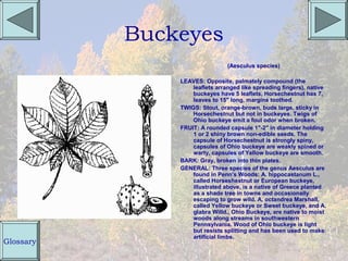 Buckeyes
                                (Aesculus species)

               LEAVES: Opposite, palmately compound (the
                   leaflets arranged like spreading fingers), native
                   buckeyes have 5 leaflets, Horsechestnut has 7,
                   leaves to 15" long, margins toothed.
               TWIGS: Stout, orange-brown, buds large, sticky in
                   Horsechestnut but not in buckeyes. Twigs of
                   Ohio buckeye emit a foul odor when broken.
               FRUIT: A rounded capsule 1"-2" in diameter holding
                   1 or 2 shiny brown non-edible seeds. The
                   capsule of Horsechestnut is strongly spiny,
                   capsules of Ohio buckeye are weakly spined or
                   warty, capsules of Yellow buckeye are smooth.
               BARK: Gray, broken into thin plates.
               GENERAL: Three species of the genus Aesculus are
                   found in Penn's Woods: A. hippocastanum L.,
                   called Horseshestnut or European buckeye,
                   illustrated above, is a native of Greece planted
                   as a shade tree in towns and occasionally
                   escaping to grow wild. A. octandrea Marshall,
                   called Yellow buckeye or Sweet buckeye, and A.
                   glabra Willd., Ohio Buckeye, are native to moist
                   woods along streams in southwestern
                   Pennsylvania. Wood of Ohio buckeye is light
                   but resists splitting and has been used to make
                   artificial limbs.
Glossary
 