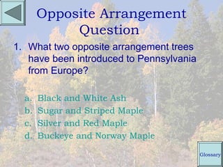 Opposite Arrangement
            Question
1. What two opposite arrangement trees
   have been introduced to Pennsylvania
   from Europe?

  a.   Black and White Ash
  b.   Sugar and Striped Maple
  c.   Silver and Red Maple
  d.   Buckeye and Norway Maple

                                          Glossary
 