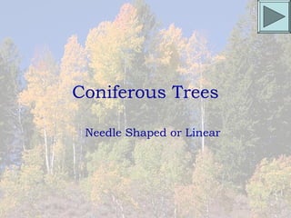 Coniferous Trees

 Needle Shaped or Linear
 