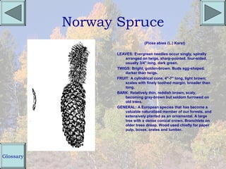 Norway Spruce
                                (Picea abies (L.) Karst)

                  LEAVES: Evergreen needles occur singly, spirally
                      arranged on twigs, sharp-pointed, four-sided,
                      usually 3/4" long, dark green.
                  TWIGS: Bright, golden-brown. Buds egg-shaped,
                      darker than twigs.
                  FRUIT: A cylindrical cone, 4"-7" long, light brown;
                      scales with finely toothed margin, broader than
                      long.
                  BARK: Relatively thin, reddish brown, scaly,
                      becoming gray-brown but seldom furrowed on
                      old trees.
                  GENERAL: A European species that has become a
                      valuable naturalized member of our forests, and
                      extensively planted as an ornamental. A large
                      tree with a dense conical crown. Branchlets on
                      older trees droop. Wood used chiefly for paper
                      pulp, boxes, crates and lumber.




Glossary
 