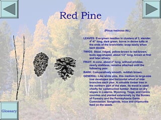 Red Pine
                               (Pinus resinosa Ait.)

               LEAVES: Evergreen needles in clusters of 2, slender,
                   4"-6" long, dark green, borne in dense tufts at
                   the ends of the branchlets: snap easily when
                   bent double.
               TWIGS: Stout, ridged, yellow-brown to red-brown,
                   buds egg-shaped, about 1/2" long, brown at first
                   and later silvery.
               FRUIT: A cone, about 2" long, without prickles,
                   nearly stalkless, remains attached until the
                   following year.
               BARK: Comparatively smooth, reddish brown.
               GENERAL: Like white pine, this medium to large-size
                   tree developes one horizontal whorl of side
                   branches each year. A valuable timber tree in
                   the northern part of the state, its wood is used
                   chiefly for construction lumber. Native on dry
                   slopes in Luzerne, Wyoming, Tioga, and Centre
                   counties and planted extensively by the Bureau
                   of Forestry and the Pennsylvania Game
                   Commission. Songbirds, mice and chipmunks
                   feed on the seeds.

Glossary
 