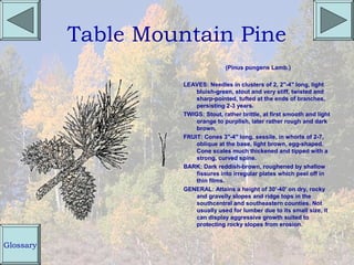 Table Mountain Pine
                                    (Pinus pungens Lamb.)

                     LEAVES: Needles in clusters of 2, 2"-4" long, light
                         bluish-green, stout and very stiff, twisted and
                         sharp-pointed, tufted at the ends of branches,
                         persisting 2-3 years.
                     TWIGS: Stout, rather brittle, at first smooth and light
                         orange to purplish, later rather rough and dark
                         brown.
                     FRUIT: Cones 3"-4" long, sessile, in whorls of 2-7,
                         oblique at the base, light brown, egg-shaped.
                         Cone scales much thickened and tipped with a
                         strong, curved spine.
                     BARK: Dark reddish-brown, roughened by shallow
                         fissures into irregular plates which peel off in
                         thin films.
                     GENERAL: Attains a height of 30'-40' on dry, rocky
                         and gravelly slopes and ridge tops in the
                         southcentral and southeastern counties. Not
                         usually used for lumber due to its small size, it
                         can display aggressive growth suited to
                         protecting rocky slopes from erosion.


Glossary
 