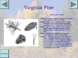 Virginia Pine
                                 (Pinus virginiana Mill.)

                  LEAVES: Evergreen needles in clusters of 2, twisted,
                      stout, relatively short 1½"-3" long.
                  TWIGS: Slender, curved, flexible, brown to purple
                      with bluish white coating. Buds egg-shaped,
                      usually less than ½" long, brown and resinous.
                  FRUIT: Cone 2"-3" long, prickles small but sharp,
                      edge of scales with darker bands, usually
                      without a stalk, remains attached for 3 or 4
                      years.
                  BARK: Smooth, thin, reddish brown and scaly,
                      shallowly fissured into small flat plates.
                  GENERAL: Also called Scrub pine, this small tree
                      attains a height of 30'-40' on sandy or poor
                      rocky soils of barrens and ridgetops. Virginia
                      pine is a southern species that reaches its
                      northern limit in Pennsylvania. It is valuable as
                      cover for worn-out farmlands and is harvested
                      for pulpwood. The seeds are eaten by squirrels,
                      songbirds and game birds.



Glossary
 