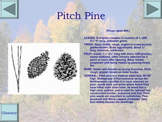 Pitch Pine
                                 (Pinus rigida Mill.)

                LEAVES: Evergreen needles in clusters of 3, stiff,
                    2½"-5" long, yellowish green.
                TWIGS: Stout, brittle, rough, angled in cross-section,
                    golden-brown. Buds egg-shaped, about ½"
                    long, resinous, red-brown.
                FRUIT: Cones 1½"-3½" long with short, stiff prickles,
                    nearly stalkless, often remains attached for 5
                    years or more after ripening. Many remain
                    unopened until being heated by passing forest
                    fire.
                BARK: Green and smooth on young branches, thick,
                    rough, grayish brown on older trunks.
                GENERAL: Pitch pine is a medium sized tree, 40'-50'
                    high. Widespread in Pennsylvania except the
                    Northwestern counties it is more common on
                    poor, sandy soils and areas where forest fires
                    have killed most other trees. Its wood has a
                    high resin content, and is used for railroad ties,
                    construction lumber, pulpwood and fuel. Pitch
                    pine seeds are important to nuthatches, Pine
                    grosbeak and Black-capped chickadee. Deer
                    and rabbits browse the seedlings.



Glossary
 