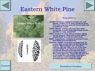 Eastern White Pine
                                     (Pinus strobus L.)

                    LEAVES: Evergreen needles in clusters of 5, soft
                        flexible, 3-sided, 2½"-5" long, and bluish green.
                        This is the only pine native to Pennsylvania with
                        5 needles per cluster.
                    TWIGS: Slender, flexible, with rusty hairs when
                        young, later smooth. Buds egg-shaped, usually
                        less than ½" long, gray-brown.
                    FRUIT: Cones 5"-8" long, without prickles, slightly
                        curved, resinous; each scale usually bears 2
                        winged seeds as do all our native pines.
                    BARK: Young trunks and branches greenish brown,
                        later darker grooved and scaly.
                    GENERAL: Eastern white pines are large trees. At
                        present they usually reach 50'-90' high but the
                        original "Penn's Woods" saw white pines
                        reaching 150' and more. It is one of the most
                        valuable timber trees, found in moist or dry
                        woodlands throughout the state and often
                        planted as an ornamental in large open areas.
                        Many birds, squirrels, chipmunks and mice feed
                        on the seeds and soft needles. Inner bark of
                        white pine is a preferred winter food of
                        porcupine and deer browse the twigs.



Glossary                          Periodical Cicadas
 