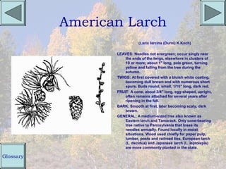 American Larch
                             (Larix larcina (Duroi) K.Koch)

                  LEAVES: Needles not evergreen; occur singly near
                      the ends of the twigs, elsewhere in clusters of
                      10 or more; about 1" long, pale green, turning
                      yellow and falling from the tree during the
                      autumn.
                  TWIGS: At first covered with a bluish white coating,
                      becoming dull brown and with numerous short
                      spurs. Buds round, small, 1/16" long, dark red.
                  FRUIT: A cone, about 3/4" long, egg-shaped, upright,
                      often remains attached for several years after
                      ripening in the fall.
                  BARK: Smooth at first, later becoming scaly, dark
                      brown.
                  GENERAL: A medium-sized tree also known as
                      Eastern larch and Tamarack. Only cone-bearing
                      tree native to Pennsylvania that loses its
                      needles annually. Found locally in moist
                      situations. Wood used chiefly for paper pulp,
                      lumber, posts and railroad ties. European larch
                      (L. decidua) and Japanese larch (L. leptolepis)
                      are more commonly planted in the state.

Glossary
 