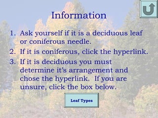 Information
1. Ask yourself if it is a deciduous leaf
   or coniferous needle.
2. If it is coniferous, click the hyperlink.
3. If it is deciduous you must
   determine it’s arrangement and
   chose the hyperlink. If you are
   unsure, click the box below.
                   Leaf Types
 