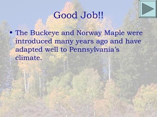 Good Job!!
• The Buckeye and Norway Maple were
  introduced many years ago and have
  adapted well to Pennsylvania’s
  climate.
 