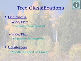Tree Classifications
• Deciduous
  – Wide/Flat:
    • Alternate Arrangement


  – Wide/Flat:
    • Opposite Arrangement


• Coniferous
  – Needle-shaped or Linear
 