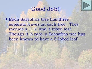 Good Job!!
• Each Sassafras tree has three
  separate leaves on each tree. They
  include a 1, 2, and 3 lobed leaf.
  Though it is rare, a Sassafras tree has
  been known to have a 5-lobed leaf.
 