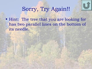 Sorry, Try Again!!
• Hint: The tree that you are looking for
  has two parallel lines on the bottom of
  its needle.
 