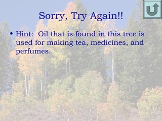 Sorry, Try Again!!
• Hint: Oil that is found in this tree is
  used for making tea, medicines, and
  perfumes.
 