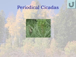 Periodical Cicadas
 
