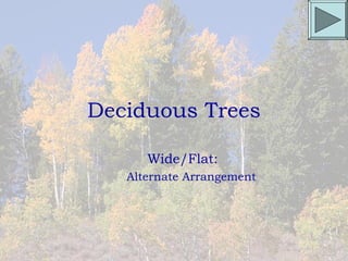 Deciduous Trees

      Wide/Flat:
   Alternate Arrangement
 