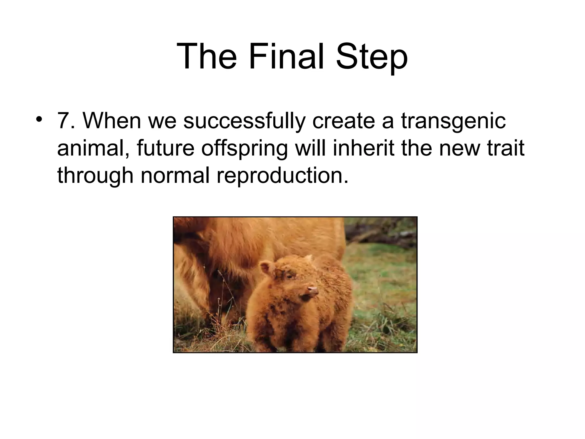 The Final Step
• 7. When we successfully create a transgenic
animal, future offspring will inherit the new trait
through normal reproduction.
 