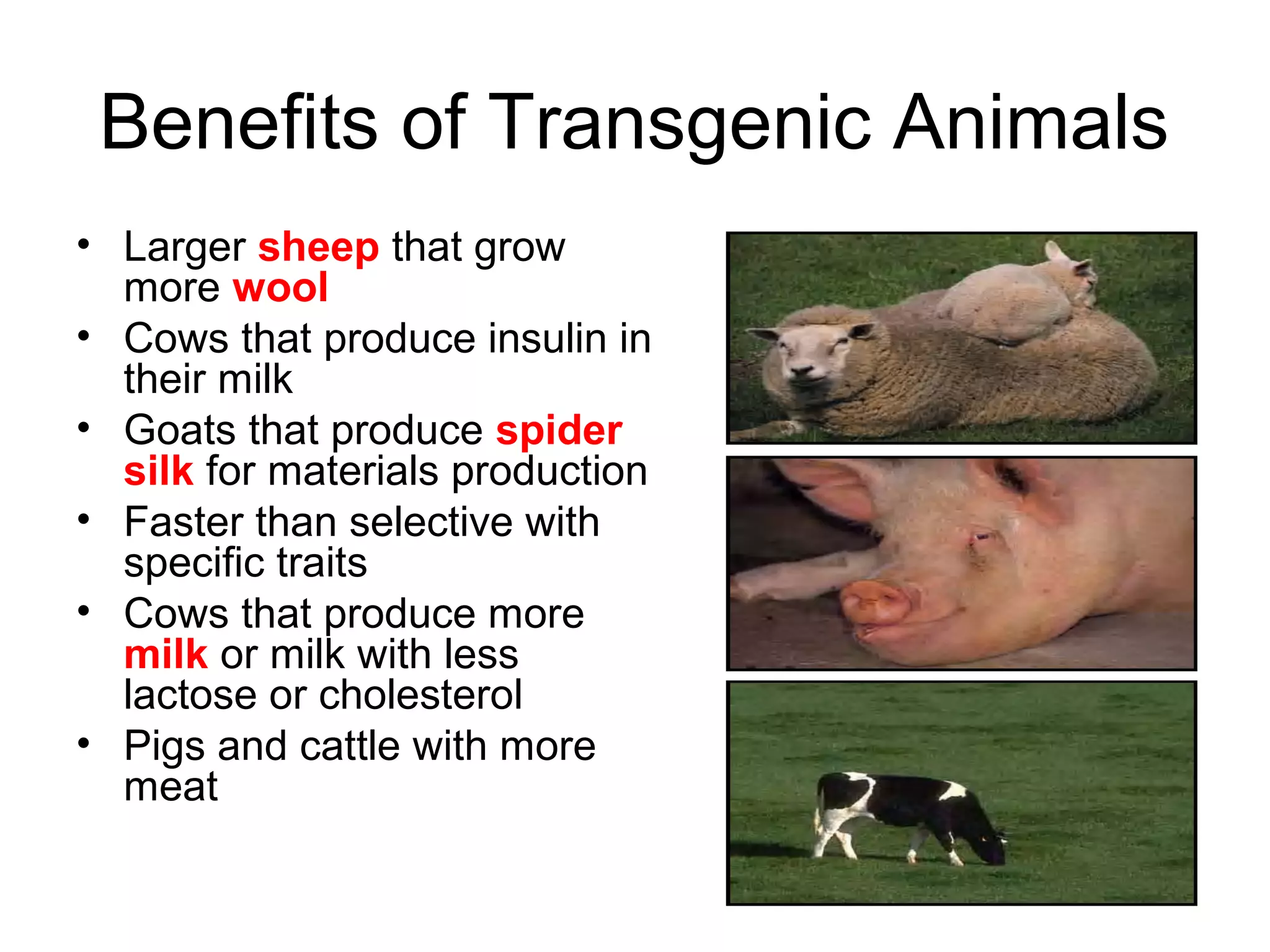 Benefits of Transgenic Animals
• Larger sheep that grow
more wool
• Cows that produce insulin in
their milk
• Goats that produce spider
silk for materials production
• Faster than selective with
specific traits
• Cows that produce more
milk or milk with less
lactose or cholesterol
• Pigs and cattle with more
meat
 