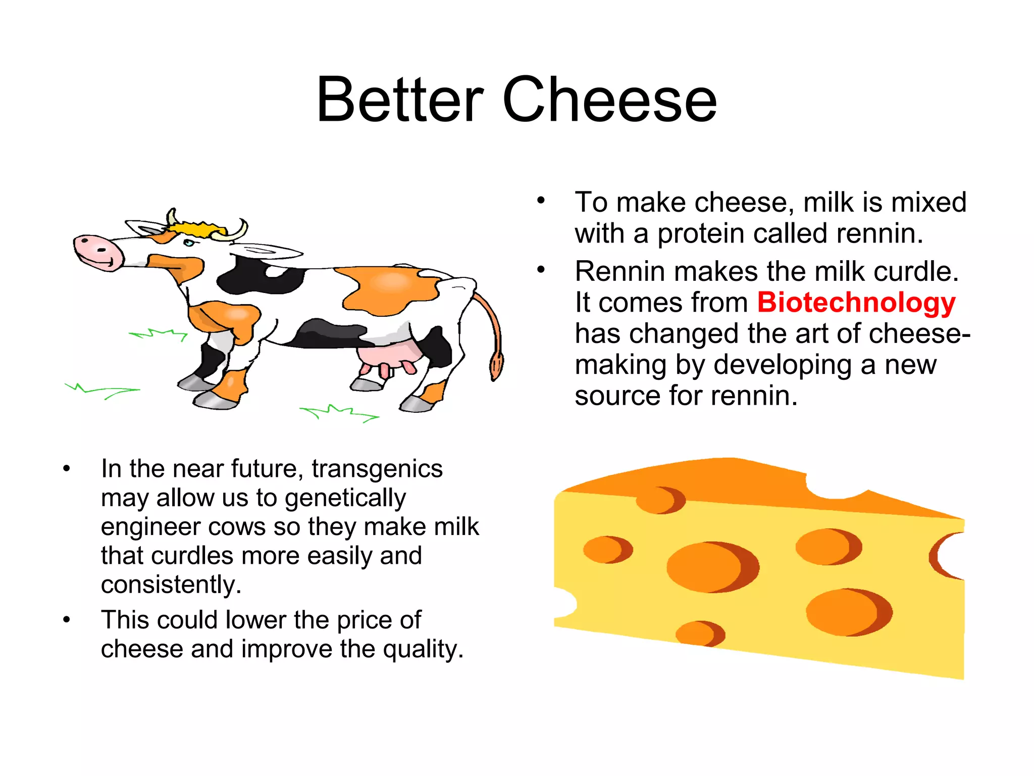 Better Cheese
• To make cheese, milk is mixed
with a protein called rennin.
• Rennin makes the milk curdle.
It comes from Biotechnology
has changed the art of cheese-
making by developing a new
source for rennin.
• In the near future, transgenics
may allow us to genetically
engineer cows so they make milk
that curdles more easily and
consistently.
• This could lower the price of
cheese and improve the quality.
 
