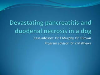 Devastating pancreatitis and duodenal necrosis in a dog Case advisors: Dr K Murphy, Dr J Brown Program advisor: Dr K Mathews 