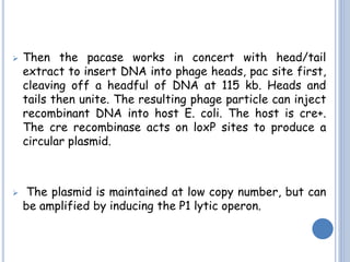 Pac Vector Structure Pac vector ppt | PPTX