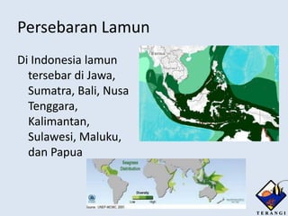 Persebaran Lamun
Di Indonesia lamun
  tersebar di Jawa,
  Sumatra, Bali, Nusa
  Tenggara,
  Kalimantan,
  Sulawesi, Maluku,
  dan Papua
 
