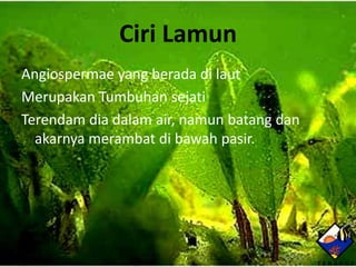 Ciri Lamun
Angiospermae yang berada di laut
Merupakan Tumbuhan sejati
Terendam dia dalam air, namun batang dan
  akarnya merambat di bawah pasir.
 
