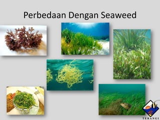 Perbedaan Dengan Seaweed
 