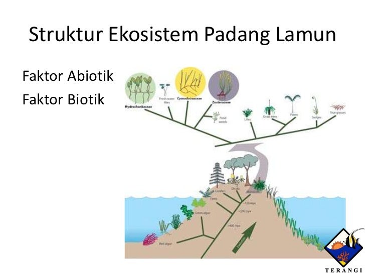 Padang lamun