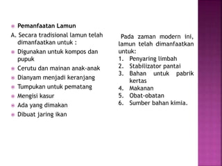  Pemanfaatan Lamun
A. Secara tradisional lamun telah
dimanfaatkan untuk :
 Digunakan untuk kompos dan
pupuk
 Cerutu dan mainan anak-anak
 Dianyam menjadi keranjang
 Tumpukan untuk pematang
 Mengisi kasur
 Ada yang dimakan
 Dibuat jaring ikan
Pada zaman modern ini,
lamun telah dimanfaatkan
untuk:
1. Penyaring limbah
2. Stabilizator pantai
3. Bahan untuk pabrik
kertas
4. Makanan
5. Obat-obatan
6. Sumber bahan kimia.
 