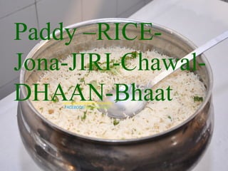 Paddy –RICE-
Jona-JIRI-Chawal-
DHAAN-Bhaat
 