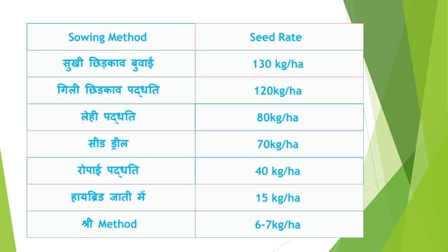 cultivation of paddy / rice || Agronomy || B.Sc agriculture | PPTX